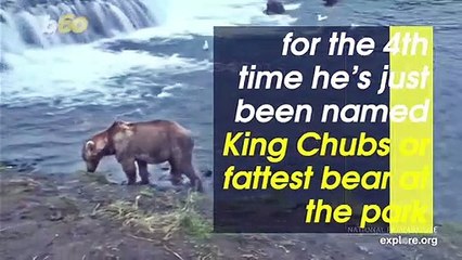 Meet Otis the Crowned King of Chubs in Alaskan Park’s ‘Fat Bear Week’