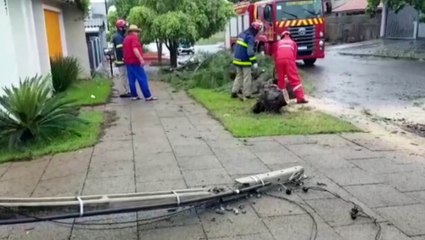Árvore cai e derruba poste no Bairro Canadá, em Cascavel