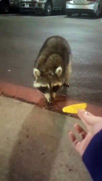 Un raton laveur sent pour la première fois une chips !