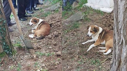 下载视频: Toprağa verilen kargo görevlisinin köpeği defin sırasında mezarı başından ayrılmadı