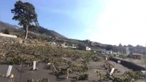 El volcán destruye el 13% de los viñedos de La Palma