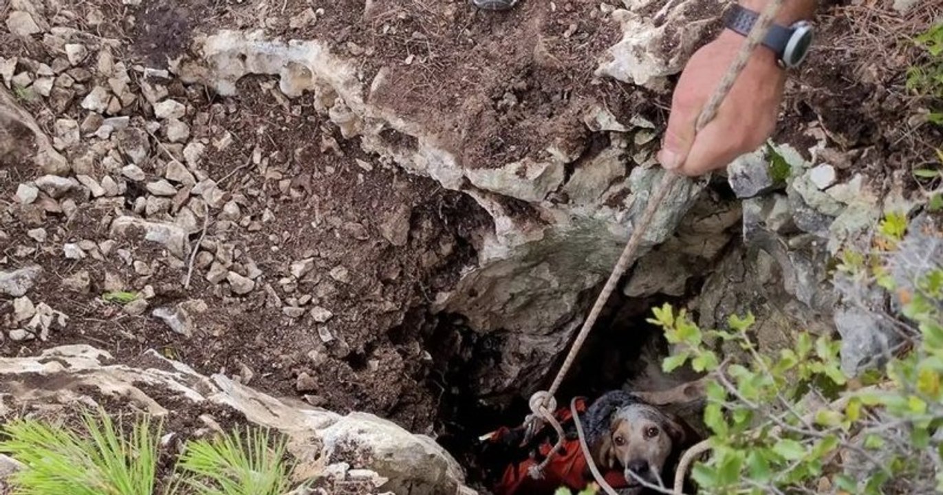 Nino, un chien de chasse, a été sauvé par des spéléologues après avoir fait une chute de 10 mètres dans un puits