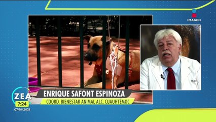 ¿Cuál es la situación en el Parque México sobre la adopción de perros?