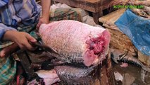 Amazing Huge Bhetki Fish Cutting Live In Fish Market _ Fish Cutting Skills ( 720 X 1280 )