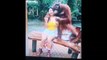 Cet orang outan est tombé amoureux d'une touriste