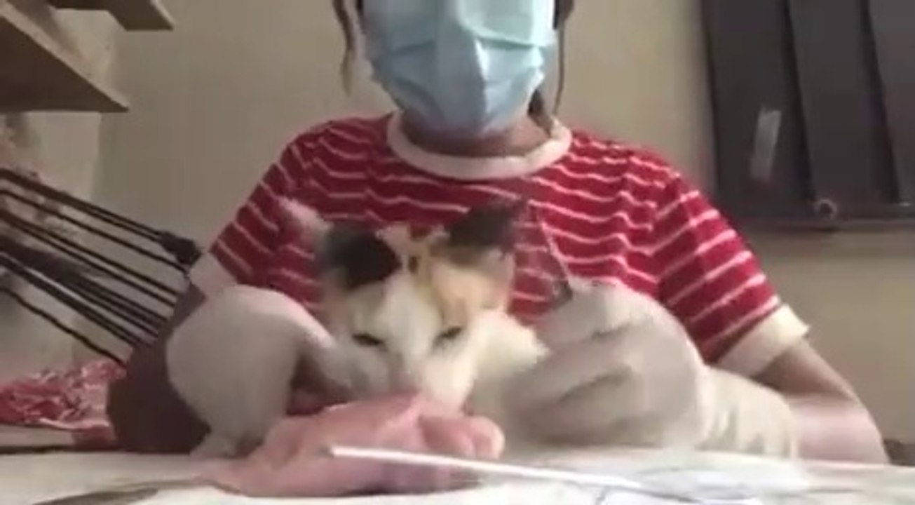 Un chat veut manger le filet de poulet utilisé pour son entrainement de chirurgie