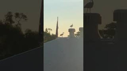 Australian White Ibis Riding on Whirlybird