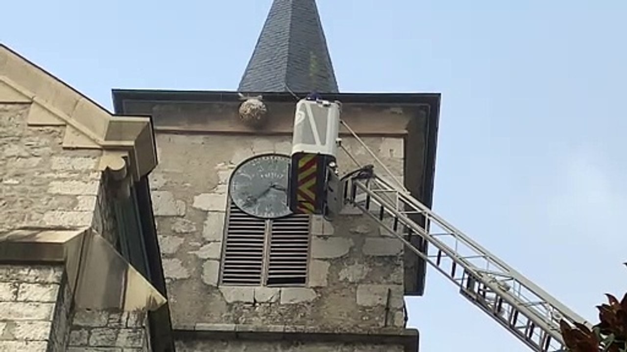 La guerre aux frelons asiatiques est lancée en Savoie, un nid de 5.000 insectes détruit à Fréterive