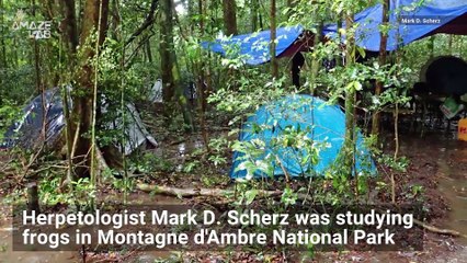 Check Out This New Frog Species Discovered in Madagascar!