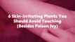 6 Skin-Irritating Plants You Should Avoid Touching (Besides Poison Ivy)