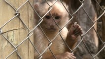 Crece tráfico ilegal de animales pese a la lucha frontal de autoridades colombianas