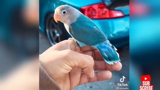 Funny -  birds and parrots Videos Compilation cute moment of animals - Cute Parrots