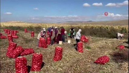 Hasadı başlayan kuru soğan alım fiyatı ile üreticiyi mutlu etmedi