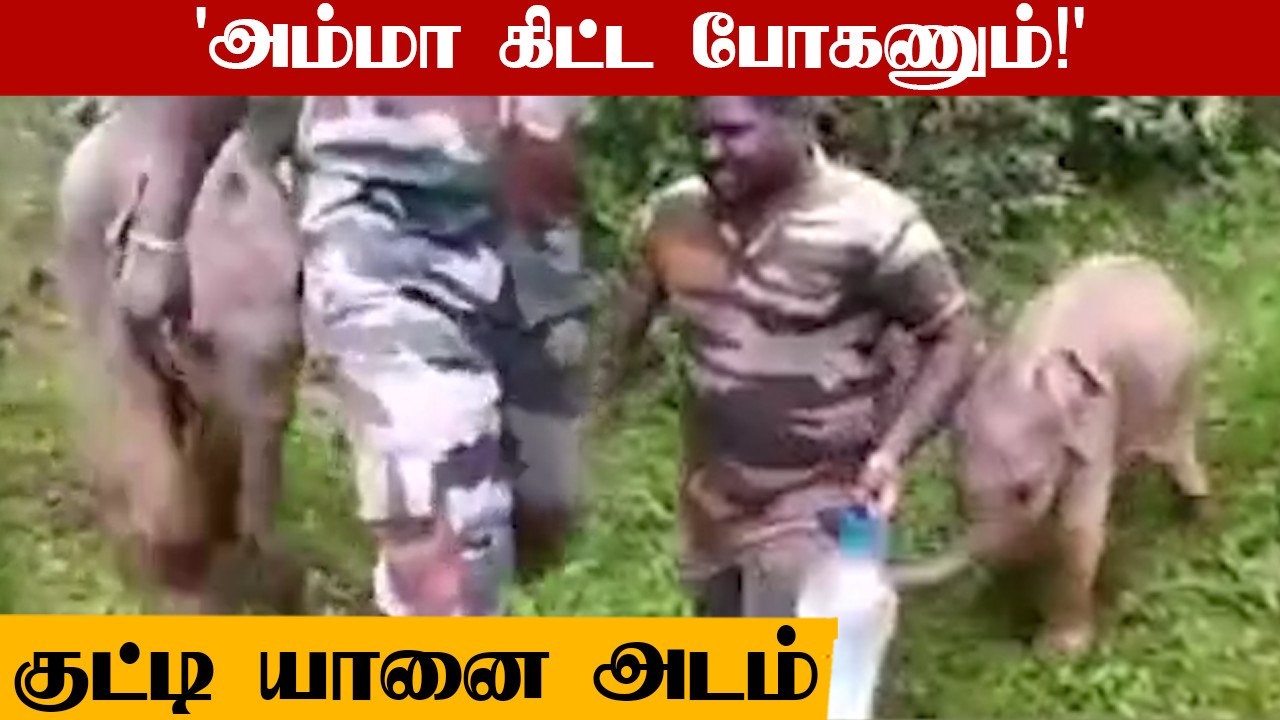 Cute யானை குட்டி To Angry யானை |  Elephant Funny Video | Oneindia Tamil