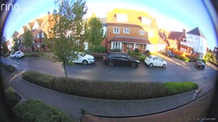 Swan Crashes Into Roof