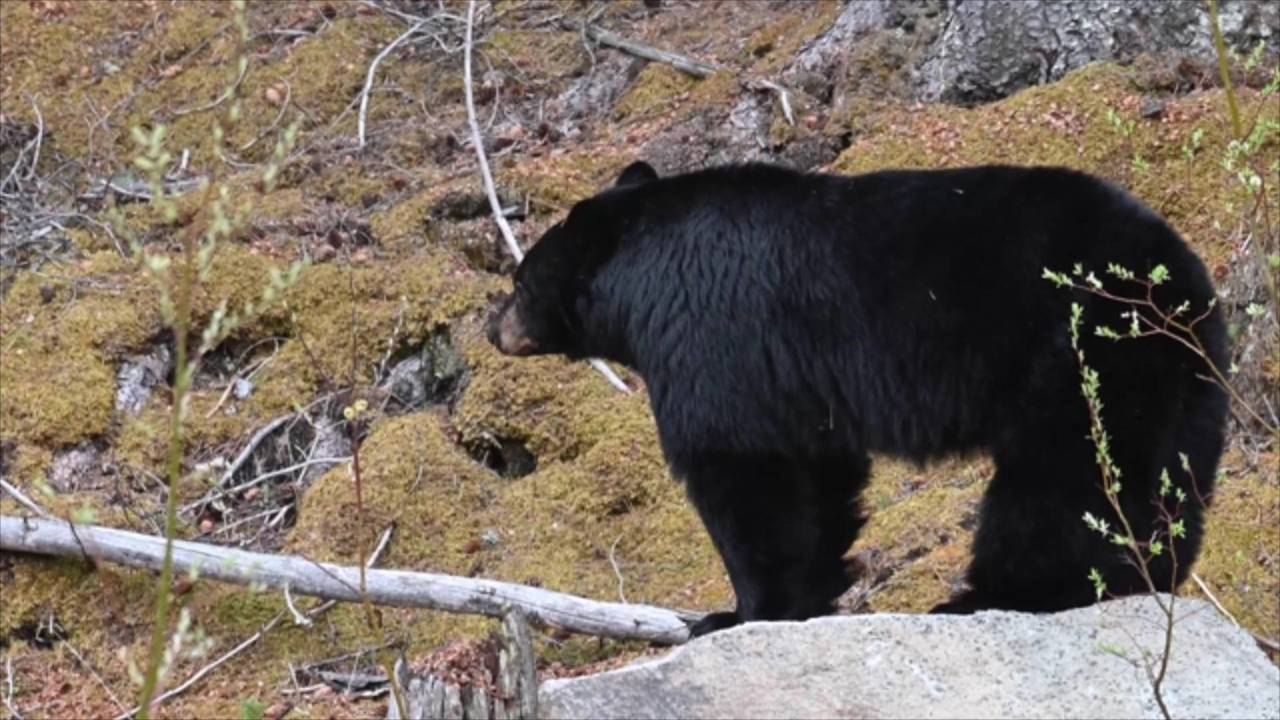 Hungry Bear Filmed Having a Gourd Time Munching on Giant Pumpkin in Gatlinburg