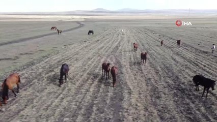Kars'ta 'Yılkı Atları'nın yem bulma mücadelesi başladı