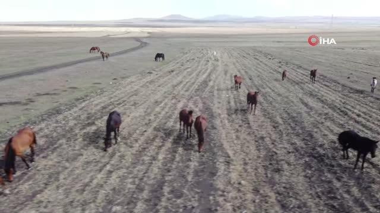 Kars'ta 'Yılkı Atları'nın yem bulma mücadelesi başladı