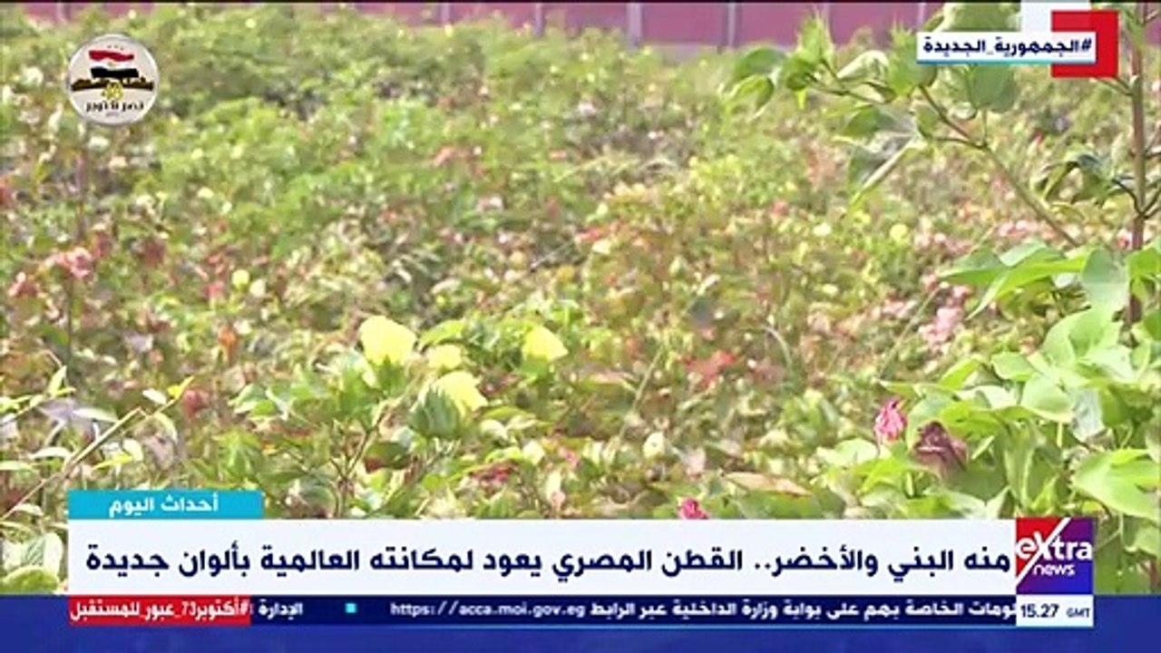 إكسترا نيوز تعرض تقريرا حول مميزات القطن المصرى