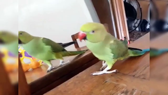 Funny Parrots Videos Compilation Cute Moment of the Parrots Cutest Parrots Compilation