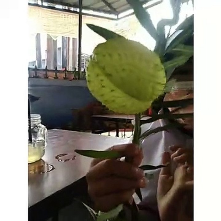 Flower like balloon? Or plant like balloon? 