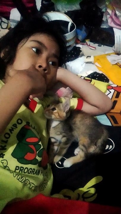 anak kucing minta sayang tuannya tapi dicuekin