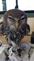 Barking Owl Tears up Paperwork