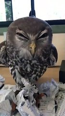 Barking Owl Tears up Paperwork