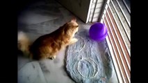 Cat Reaction to Playing Balloon  Funny Cat Balloon Reaction