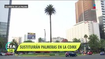 Sustituirán palmeras muertas por plaga en la CDMX