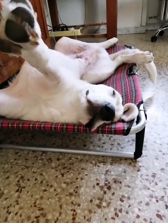 Puppy Has Derpy Sleeping Position