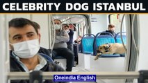 Boji, Istanbul's Most Famous Dog | Regular Commuter on Ferries Buses Metro Trains | Oneindia News
