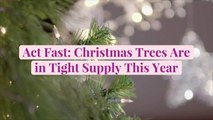 Act Fast: Christmas Trees Are in Tight Supply This Year