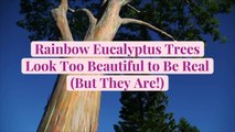 Rainbow Eucalyptus Trees Look Too Beautiful to Be Real (But They Are!)