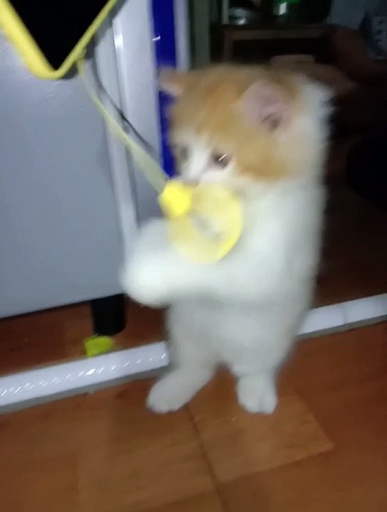 Lucu sekali kucing sedang bermain