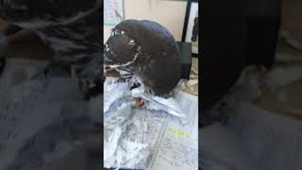 Barking Owl Tears up Paperwork