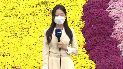 [날씨] 전국 곳곳 비, 한낮 선선...임실에는 국화꽃 만발 / YTN