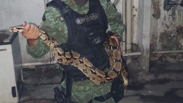 POLÍCIA AMBIENTAL CAPTURA JIBOIA DE QUASE 2 METROS EM PEDRAS DE FOGO