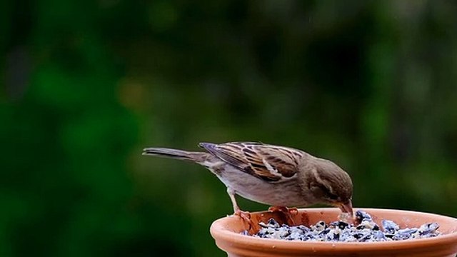 a bird eating man's food video