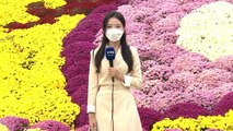 [날씨] 절기 '한로' 전국 곳곳 비...임실에는 국화꽃 가득 / YTN