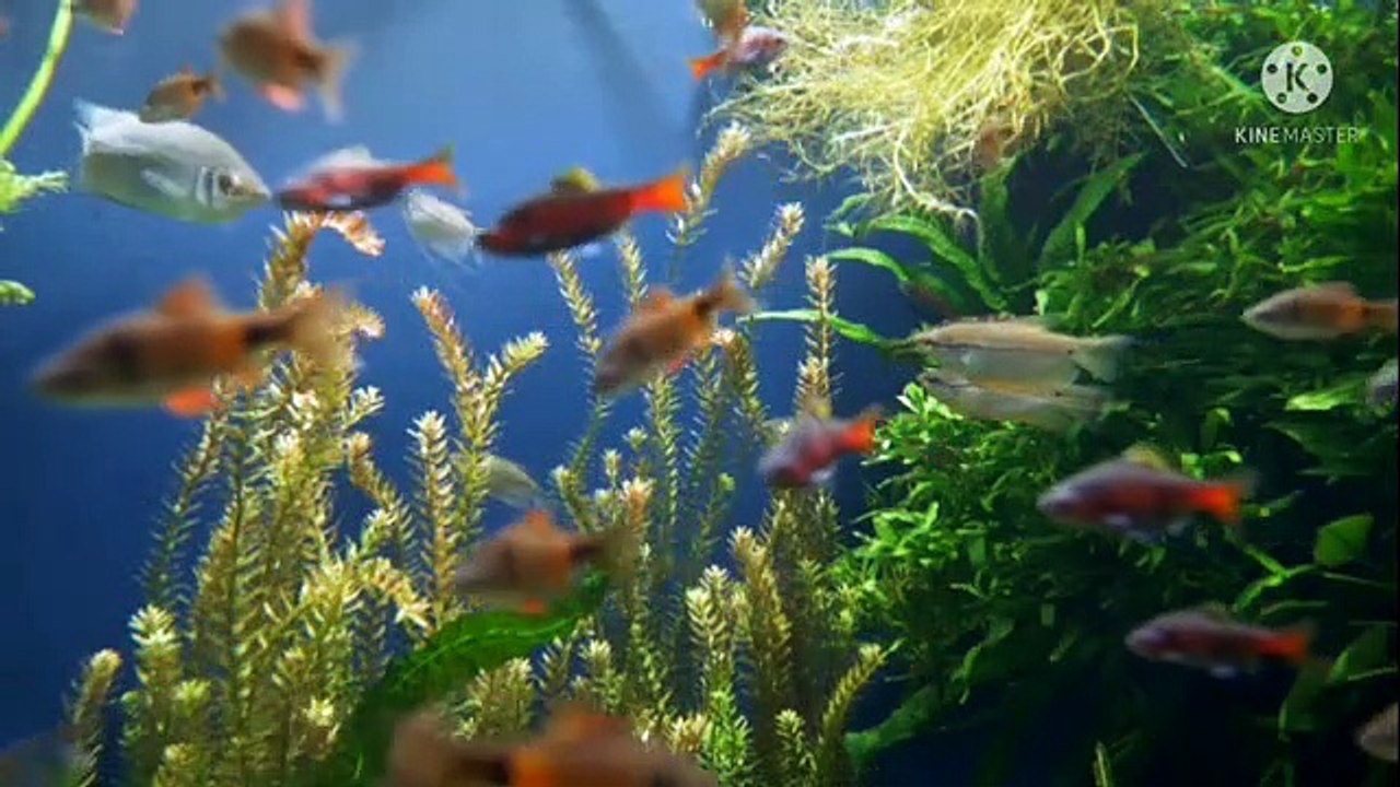 Deep Sleep Music Sleep Meditation Calm Music Relaxing Music Relax Fall Asleep 4k