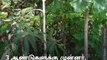 Dharmapuri Farmer Grows 6000 trees In Half Acre Using Miyawaki Method