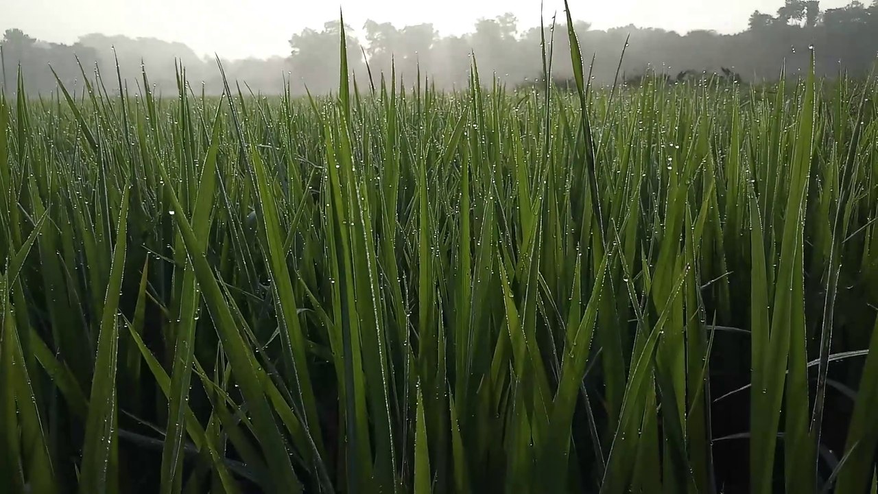 Autumn Village Morning In India | শিশিরসিক্ত অপরূপ শরতের সকাল