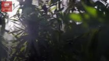 Legalisasi ganja di Maroko: Distributor untung besar, petani tetap sengsara