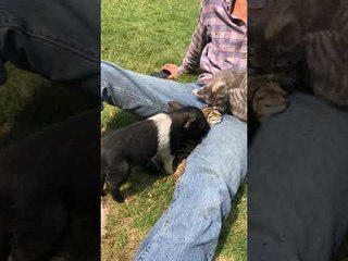 Cute Piglet Helps to Clean Kitty