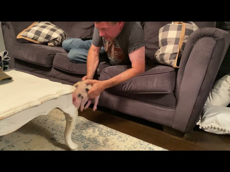Persistent Piglet Prefers the Sofa
