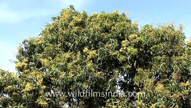 Blossoms on a mango tree