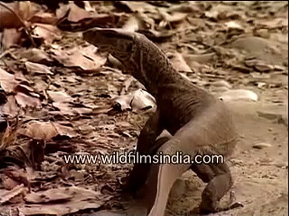 Monitor lizard