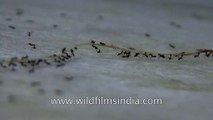 Team work by tiny insects - Ants!