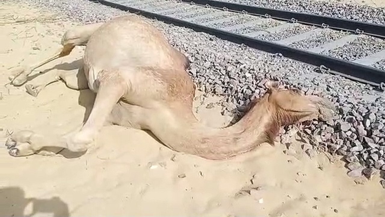 Video: रेल की चपेट में आने से चार ऊंटों की मौत